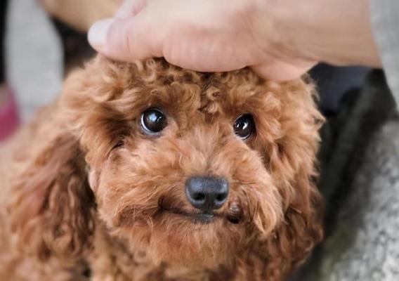 泰迪狗换牙全过程及护理要点