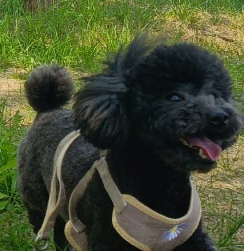 泰迪狗换牙全过程及护理要点