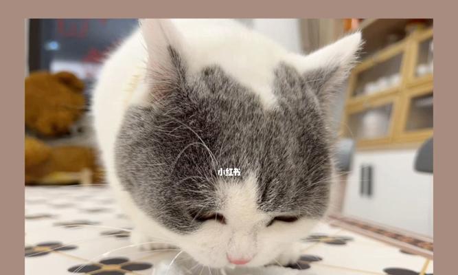 猫为何喜欢酸奶？健康影响与喂养建议