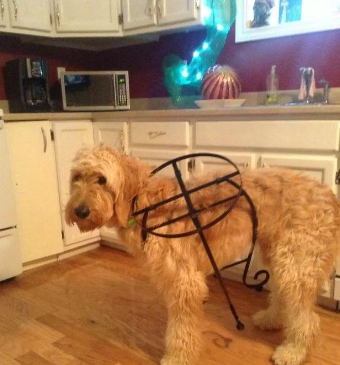 贵宾犬掉毛原因解析及护理建议