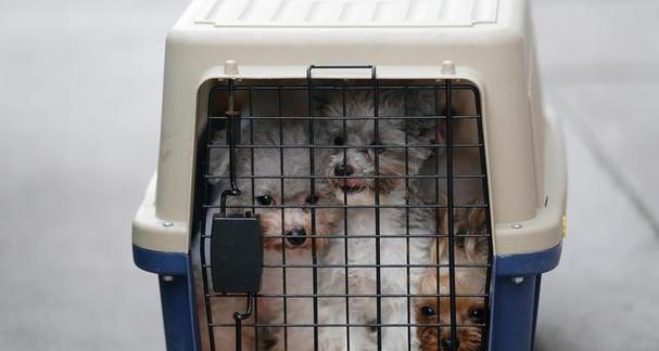 宠物寄送必备物品清单及注意事项 宠物寄送必备物品清单及注意事项