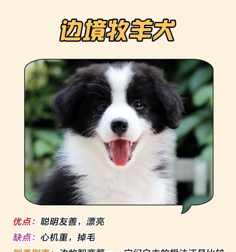 贵宾犬掉毛原因解析及护理建议