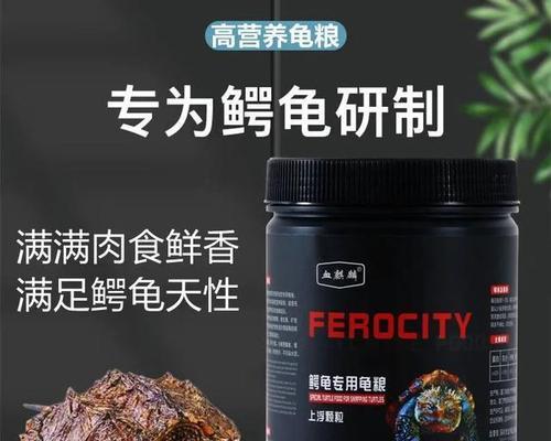 养大鳄龟的注意事项与科学照顾方法 养大鳄龟的注意事项与科学照顾方法