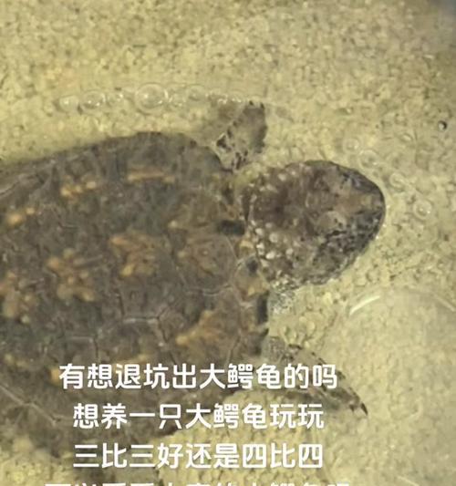 养大鳄龟的注意事项与科学照顾方法