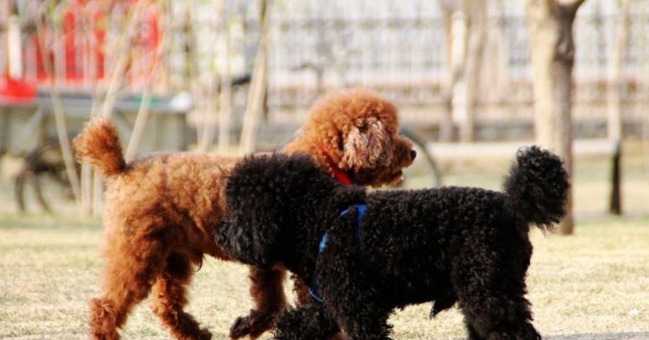 泰迪狗狗肠子堵塞症状与应对方法