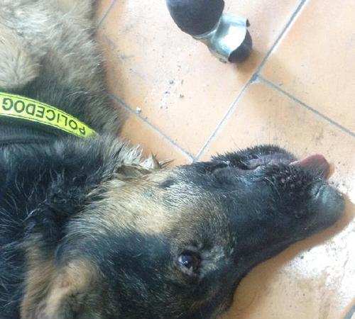 狗狗双甲眯中毒症状与急救措施