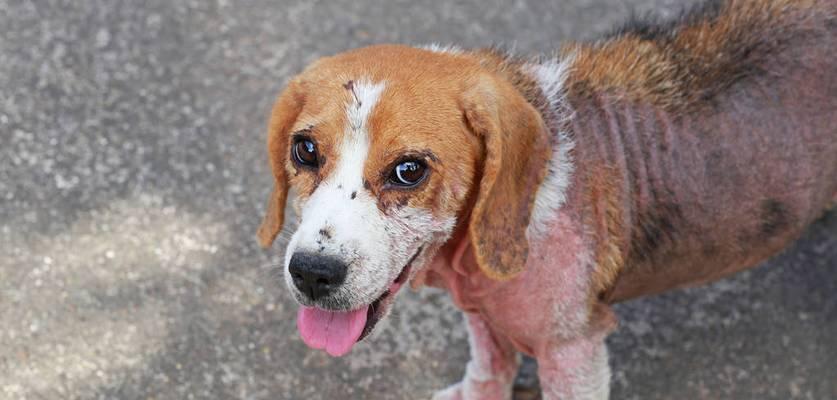 狗狗双甲眯中毒症状与急救措施