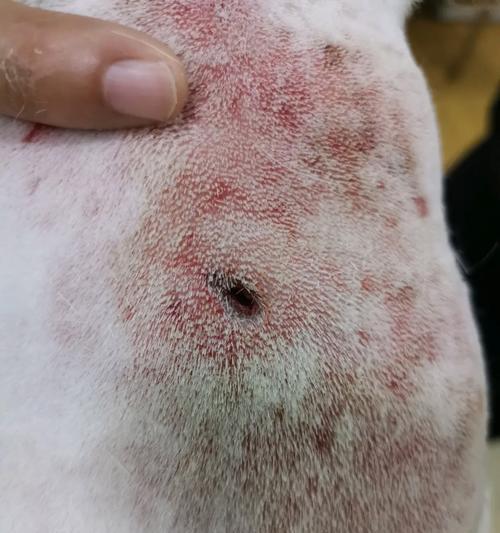 法斗比金毛贵的原因解析