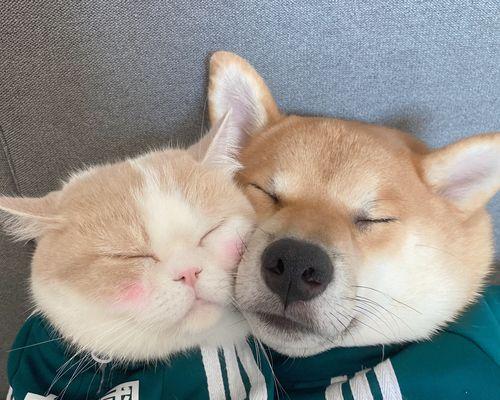 法斗比金毛贵的原因解析