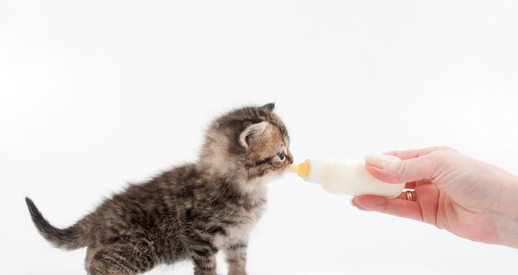 幼猫断奶的正确方法与关键注意事项