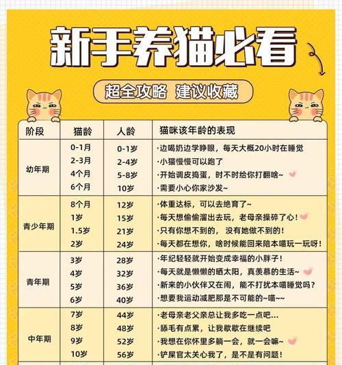 幼猫断奶的正确方法与关键注意事项