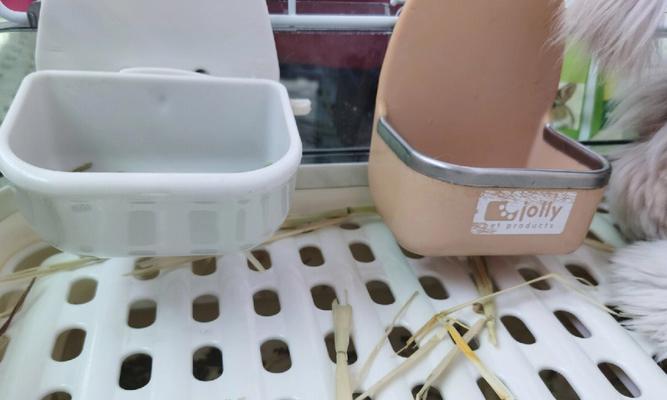 如何为兔子挑选合适的食盆促进健康成长