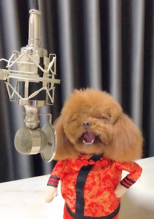 泰迪式风格解析：温暖、可爱与舒适的生活美学