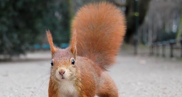 揭秘松鼠尾巴狗的独特魅力与饲养要点