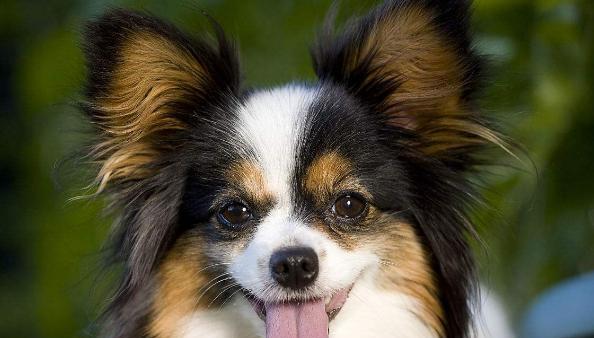 揭秘松鼠尾巴狗的独特魅力与饲养要点