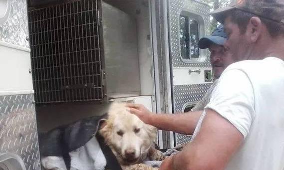 揭秘松鼠尾巴狗的独特魅力与饲养要点