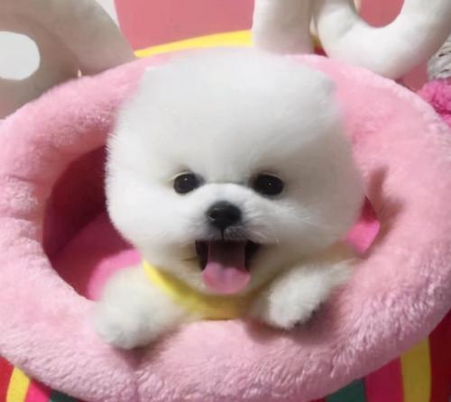 博美犬价格影响因素与选购指南