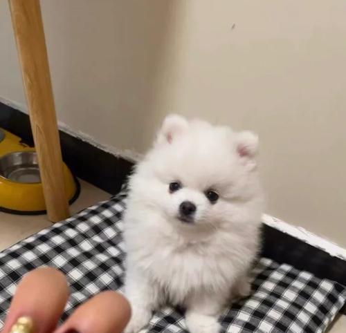 博美犬价格影响因素与选购指南