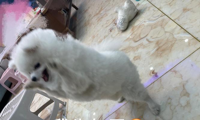 博美犬价格影响因素与选购指南