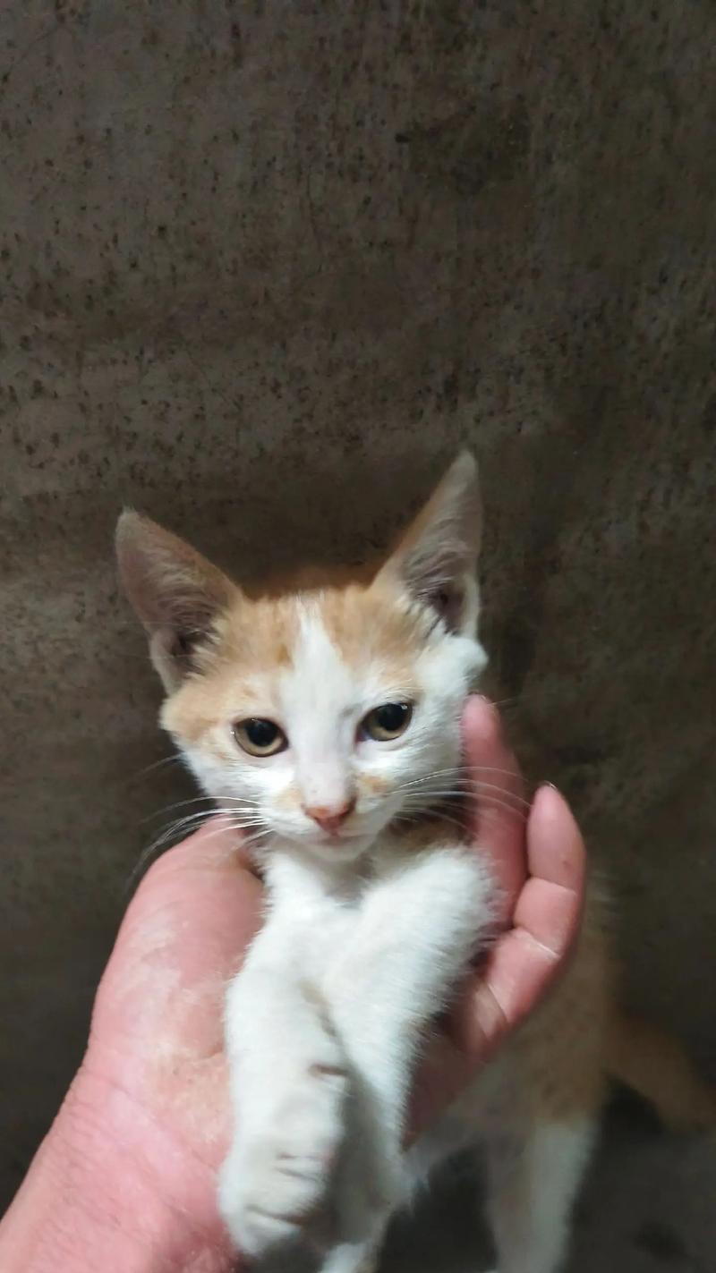 母猫产后营养需求与科学喂养方法