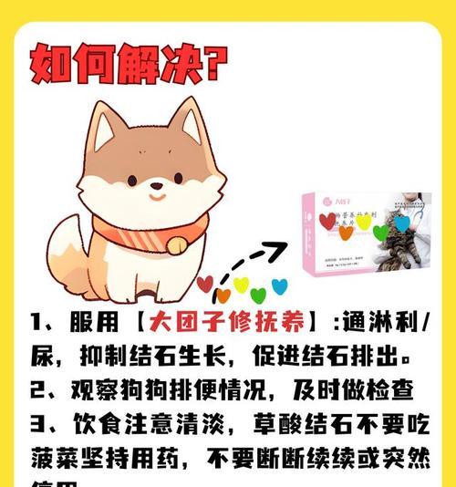 科学喂养狗狗预防结石的实用建议