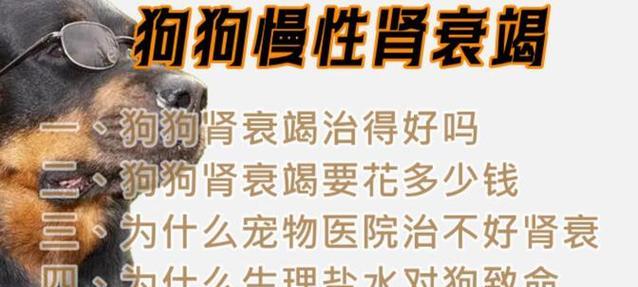 狗狗肾衰饮食指南：如何科学喂养延长寿命