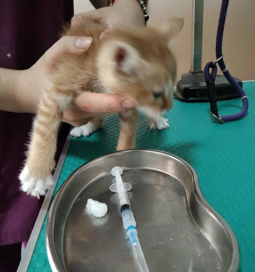 宠物医院全面解析：治疗与保健服务一站式守护