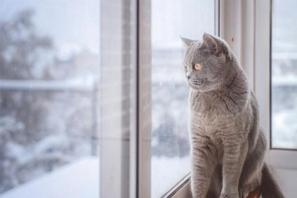 犬猫荨麻疹治疗方案 犬猫荨麻疹治疗方案