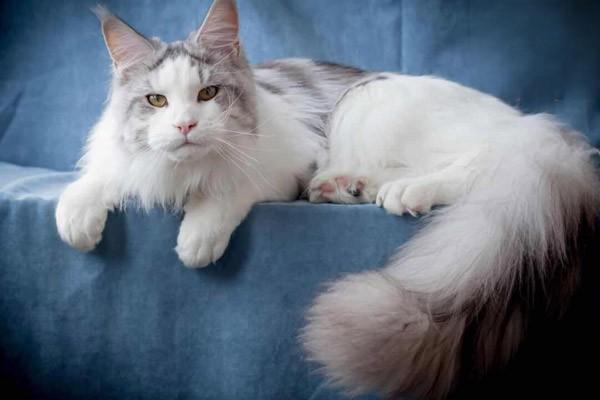 猫咪关节炎 猫咪关节炎