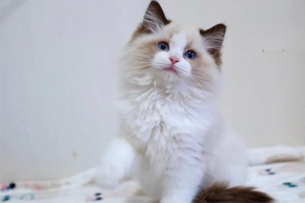 犬猫退行性关节炎 犬猫退行性关节炎