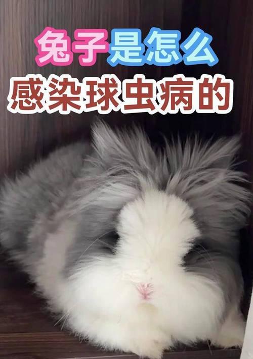 兔子球虫病的传染途径与预防措施（探究兔子球虫病的传播途径及防治）