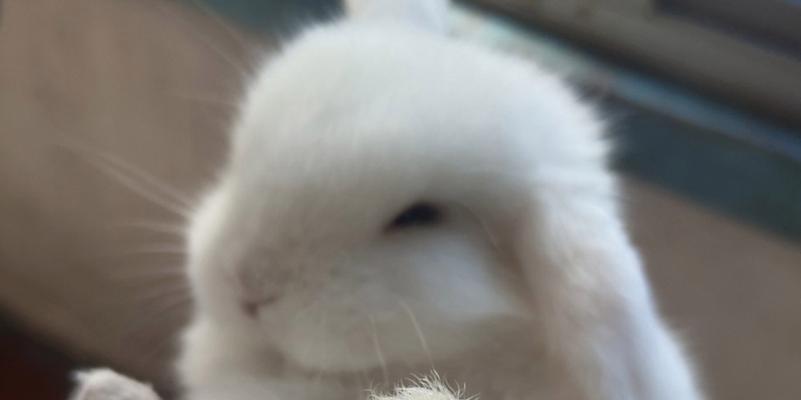 垂耳兔成年年龄及发育过程（探秘垂耳兔的成长之路）