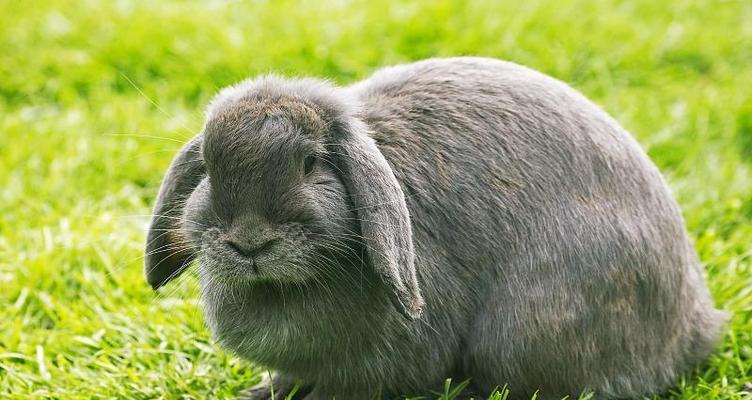 垂耳兔成年年龄及发育过程（探秘垂耳兔的成长之路）