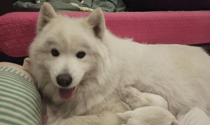 萨摩会长黑毛的原因（探究萨摩犬为什么以黑毛为主要特征）