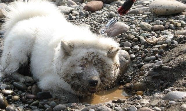 萨摩会长黑毛的原因（探究萨摩犬为什么以黑毛为主要特征）