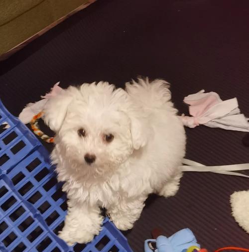 如何帮助泰迪缓解呕吐和咳嗽问题?(为您的泰迪提供正确的饮食和护理) 如何帮助泰迪缓解呕吐和咳嗽问题?(为您的泰迪提供正确的饮食和护理)