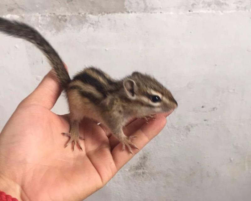 松鼠宠物品种挑选与驯养技巧指南