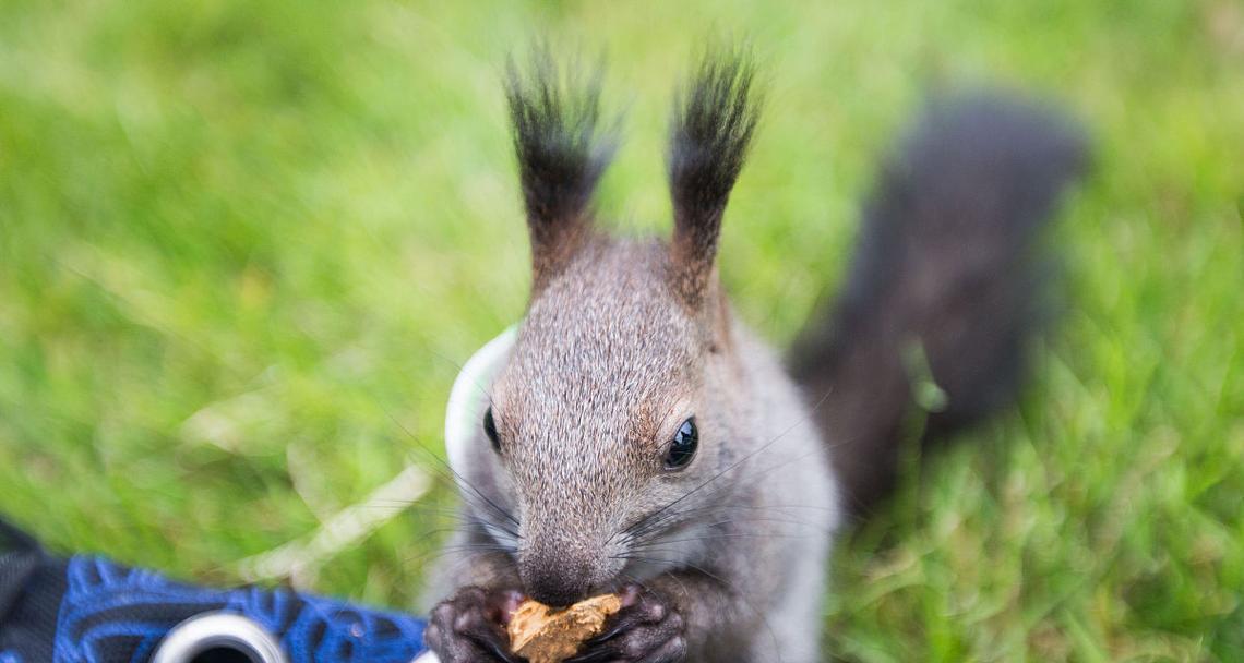 松鼠宠物的品种选择与驯养方法（发现适合驯养的松鼠品种，让它成为你的可爱小伙伴）