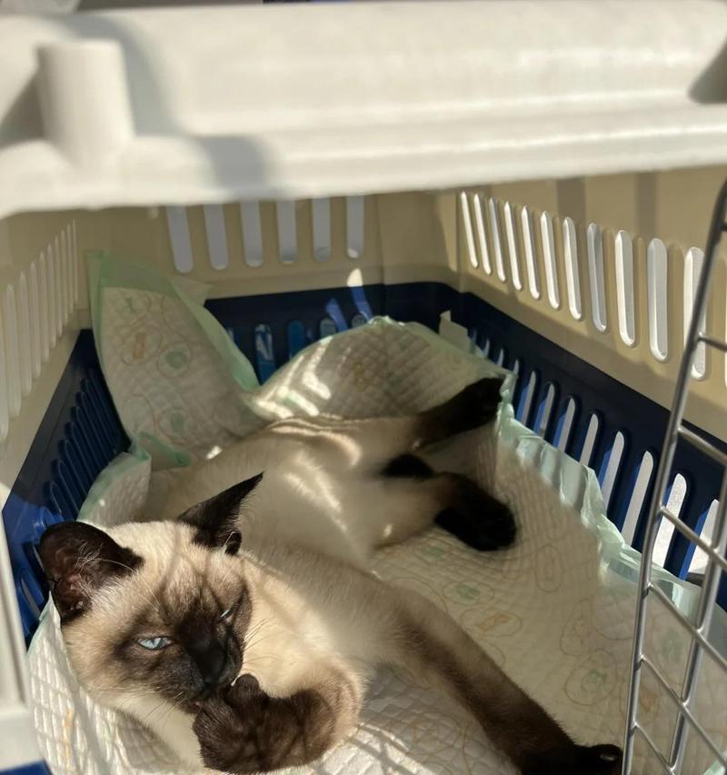 关于猫咪拉稀的原因和解决方法（了解猫咪拉稀的各种原因，帮助您有效解决这一问题）