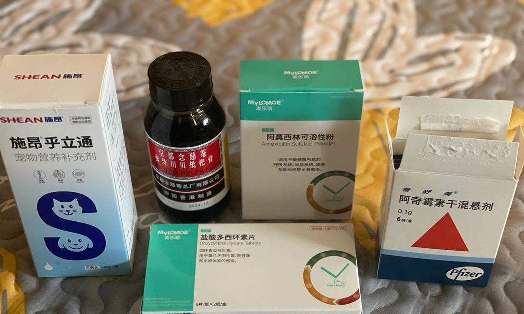 如何帮助泰迪缓解呕吐和咳嗽问题?(为您的泰迪提供正确的饮食和护理) 如何帮助泰迪缓解呕吐和咳嗽问题?(为您的泰迪提供正确的饮食和护理)