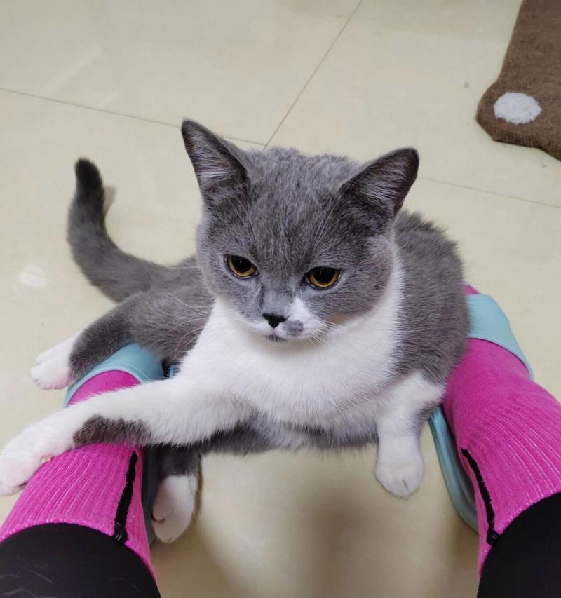 关于猫咪拉稀的原因和解决方法（了解猫咪拉稀的各种原因，帮助您有效解决这一问题）