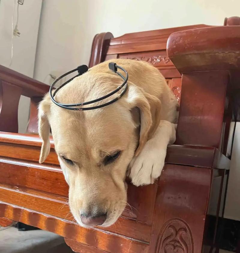 如何养好拉布拉多犬(拉布拉多犬饲养要注意的事项) 如何养好拉布拉多犬(拉布拉多犬饲养要注意的事项)