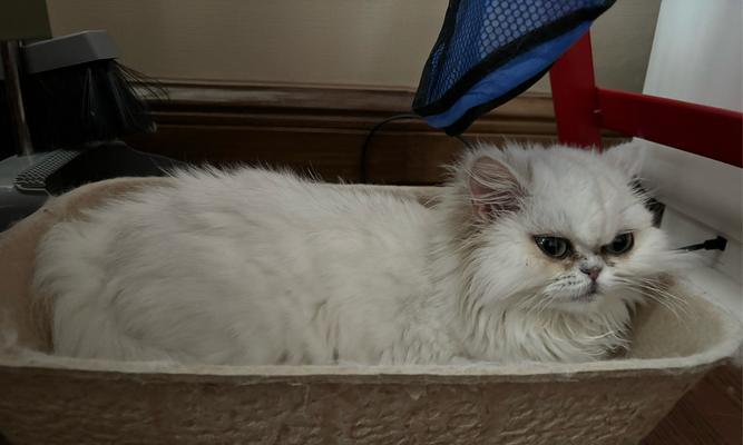 关于猫咪拉稀的原因和解决方法（了解猫咪拉稀的各种原因，帮助您有效解决这一问题）