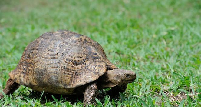 小草龟的头绿色之谜（揭秘小草龟头部绿色的原因和意义）