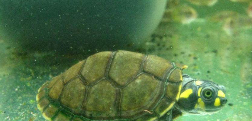 小草龟头部绿色的成因与生态意义