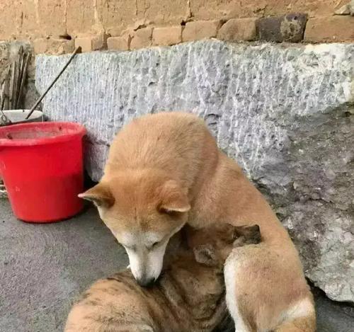 断奶前的狗狗饮食指南（宝宝狗狗如何科学饮食，健康成长）
