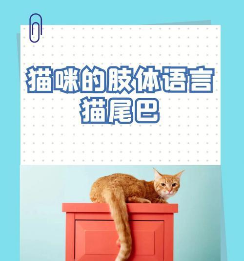 猫咪尾巴语言揭秘：解读猫的情绪密码