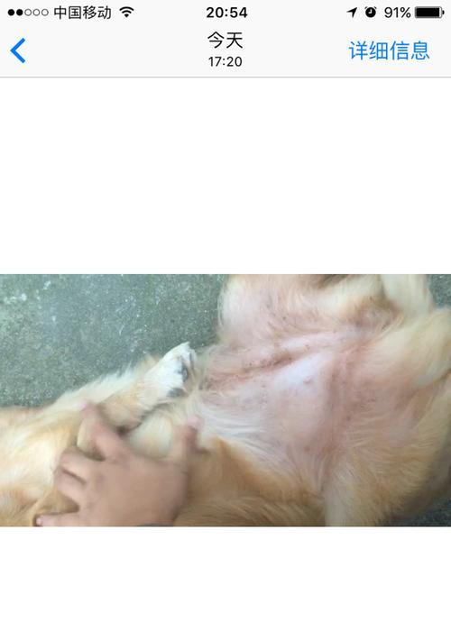 金毛配种后二十天的反应与变化