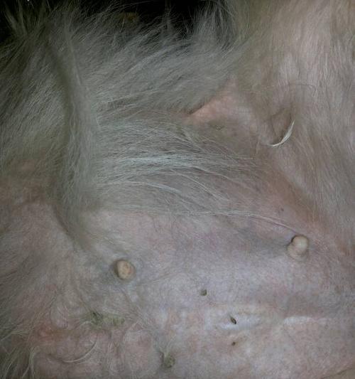 金毛配种二十天的反应（了解金毛配种后二十天的反应及其）