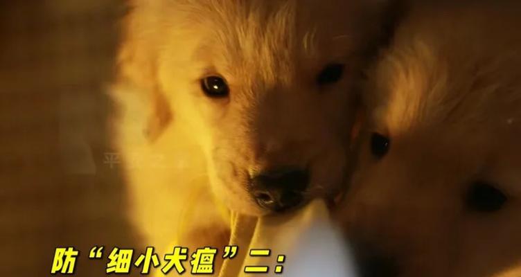 小心!金毛犬瘟的禁食清单(保护你的金毛犬,避免喂食以下禁忌食物) 小心!金毛犬瘟的禁食清单(保护你的金毛犬,避免喂食以下禁忌食物)